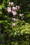 Pink azalea